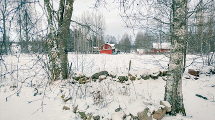 Winter landscape - frosty trees in winter forest in cold weather. Calm winter forest nature under snowfall in cloudy day

