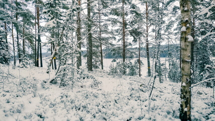 Winter landscape - frosty trees in winter forest in cold weather. Calm winter forest nature under snowfall in cloudy day

