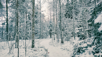 Winter landscape - frosty trees in winter forest in cold weather. Calm winter forest nature under snowfall in cloudy day

