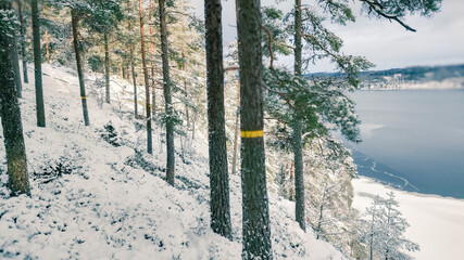 Winter landscape - frosty trees in winter forest in cold weather. Calm winter forest nature under snowfall in cloudy day

