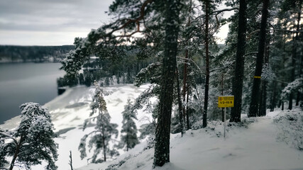 Winter landscape - frosty trees in winter forest in cold weather. Calm winter forest nature under snowfall in cloudy day

