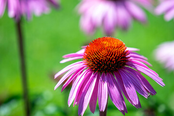 Vibrant Pink Coneflower in Bloom