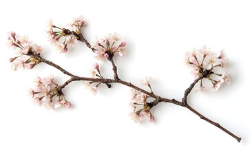 Cherry Blossoms