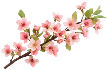 Cherry Blossoms