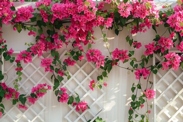 Fototapeta premium Vibrant bougainvillea blooms cascade over a trellis in warm sunlight.