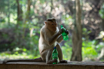 Bonnet macaque or Monkey drinking soft drink in a forest