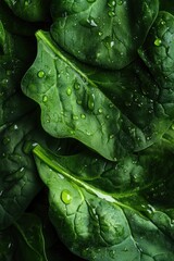 Close-up view of fresh spinach leaves showcasing vibrant green color and intricate textures with water droplets