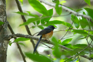 White rumped shama bird perched on a tree branch