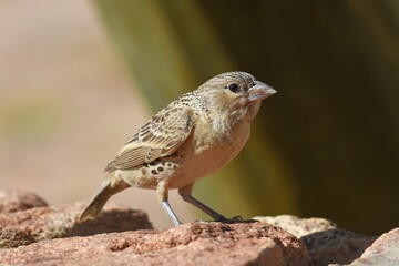 Siedelwebervogel (philetarius socius) in der Namib
