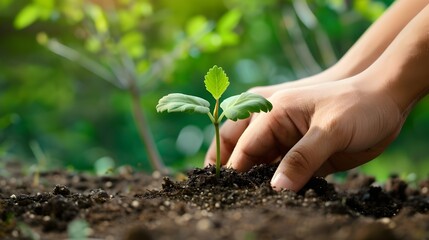 Two hands of the men were holding seedling to be planted