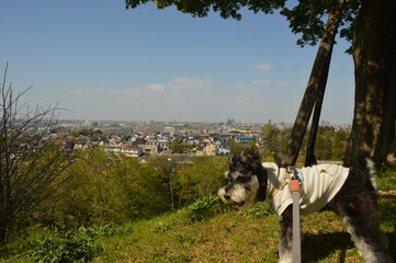 犬と高台から見た景色