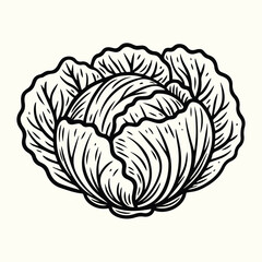 Fresh Cabbage Vegetable Line Art Illustration