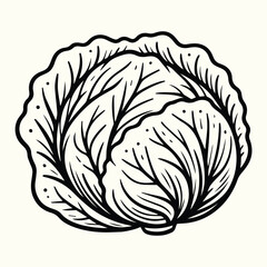 Fresh Cabbage Vegetable Line Art Illustration