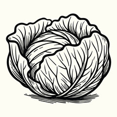 Fresh Cabbage Vegetable Line Art Illustration