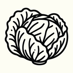 Fresh Cabbage Vegetable Line Art Illustration
