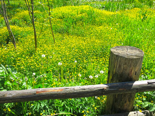 Fototapeta premium wooden fence on the background of a field blooming with yellow flowers