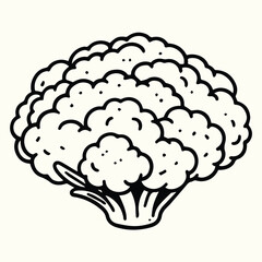 Cauliflower Line Art Illustration
