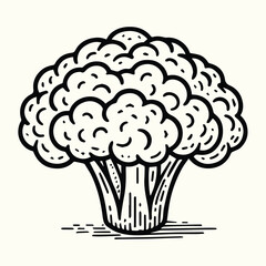 Cauliflower Line Art Illustration