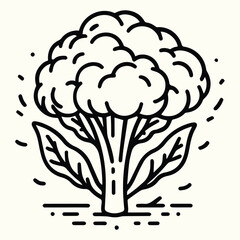 Cauliflower Line Art Illustration