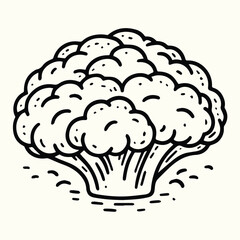 Cauliflower Line Art Illustration