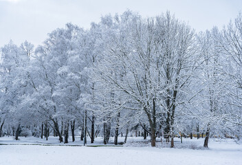 Winter landscape of a park or square. Dense branched trees covered with snow and frost