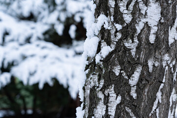 Obraz premium White birch trunk in focus on blurred background in winter season. Birch bark texture. Beautiful birch trunk background.