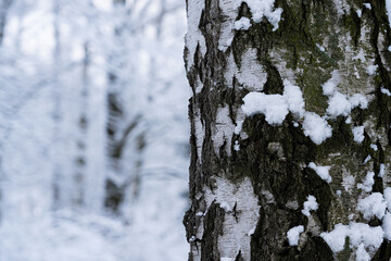White birch trunk in focus on blurred background in winter season. Birch bark texture. Beautiful...