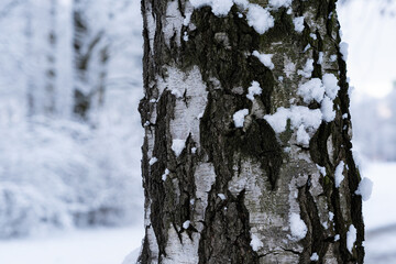 Fototapeta premium White birch trunk in focus on blurred background in winter season. Birch bark texture. Beautiful birch trunk background.