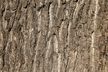 Oak bark, natural texture of tree trunk. Background