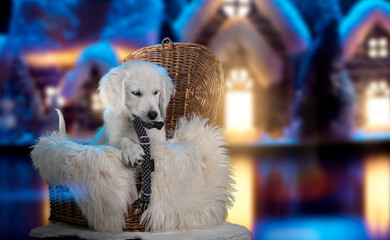 Funny Golden Retriever puppy - a white dog in a wicker basket that wants to play. He holds a collar in his teeth. Winter landscape. A dog at night against the background of snow-covered houses. 