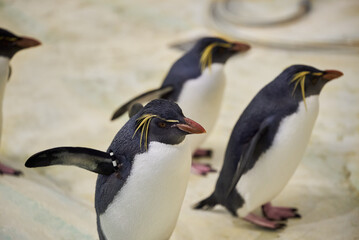 The southern rockhopper penguin Eudyptes chrysocome in Nyíregyháza Zoo,  Hungary