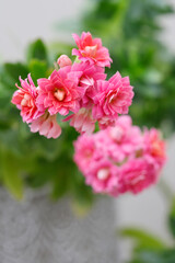 Kalanchoe blossfeldiana, commonly cultivated house plant.