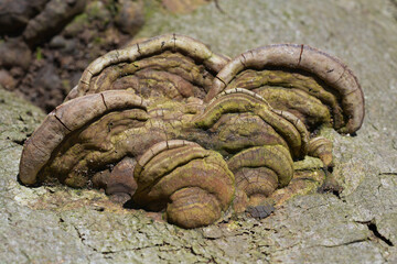Closeup on a painter’s mushroom, Ganoderma applanatum on a tree-trunk