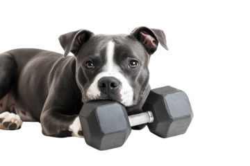 A playful dog resting with a dumbbell, showcasing strength and companionship, ideal for fitness or pet-related themes in media.