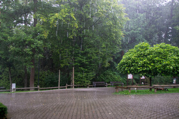 Rainy walk through Prospect Park on pathway with benches and trees . High quality photo