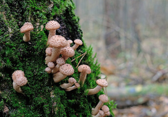 Mushrooms of honey mushrooms in moss