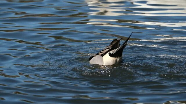 オナガガモの食事シーン