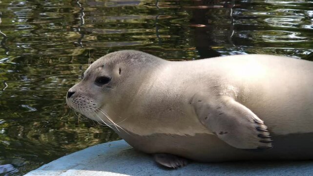Harbor seal baby, its scientific name is Phoca vitulina