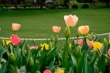 Beautiful and captivating flower garden view at Miyazaki flower garden 