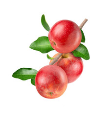 Red apple with leaves on tree branch isolated