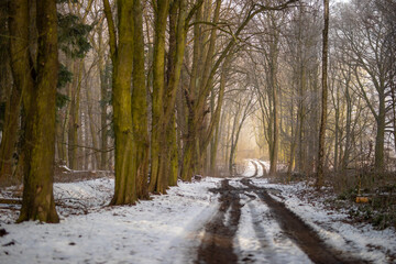 Waldweg im kalten und frostigen Winter bei Nebel