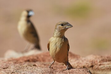 Siedelwebervögel (Philetarius socius) in der Wüste Namib