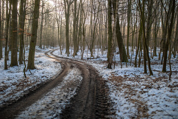 Waldweg im kalten und frostigen Winter im Wald
