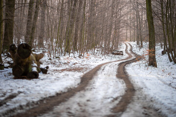 Waldweg im kalten und frostigen Winter bei Nebel
