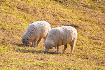 Obraz premium A Peaceful Sheep Grazing in a Golden Pasture During Sunset, Surrounded by Warm Light and Tranquil Nature