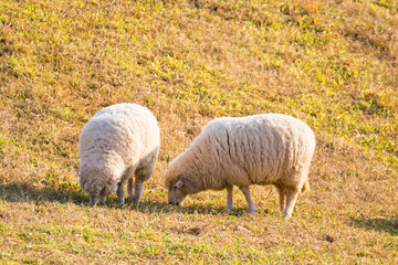 A Peaceful Sheep Grazing in a Golden Pasture During Sunset, Surrounded by Warm Light and Tranquil Nature