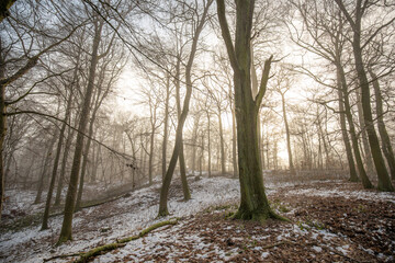 Ein verschneiter Wald mit Nebel Eis und Schnee