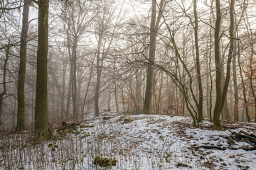 Ein verschneiter Wald mit Nebel Eis und Schnee