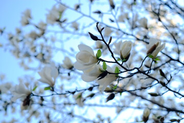 Close-up view  white cherry blossoms with a calm sky background 