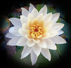 Blurred white water lily blooming on a serene pond surrounded by green leaves and reflecting summer beauty